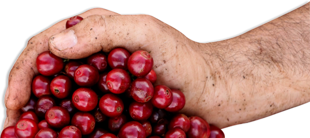 Hands holding coffee cherries